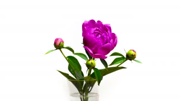 ガラスの花瓶にピンクの牡丹の花が咲くカメラのタイムラプス — ストック動画