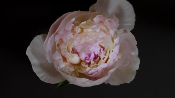 Красива весна біла квітка рожевого півонії відкриття чудовий часовий проміжок вид зверху — стокове відео