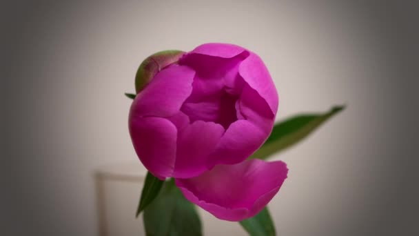 pourpre pivoine fleur ouverture timelapse, bourgeon fleur fond en mouvement