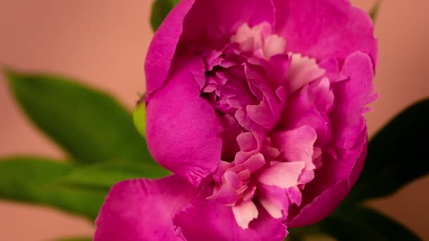 Zamknij timelapse różowe kwitnące kwiaty piwonii na brzoskwiniowym tle — Wideo stockowe