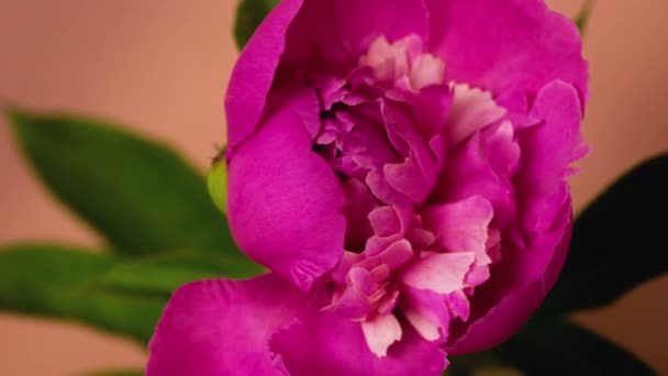 Розовый Пион цветок открытия временной вид сверху Изолированный на персиковом фоне — стоковое видео