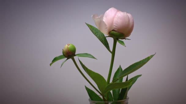 Время цветения светло-розового пиона от бутона до большого цветка сбоку — стоковое видео