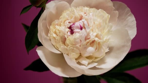 Чарівний хронометраж відкриття квіткового бутону півонії. Красивий біло-рожевий квітковий цвіт — стокове відео
