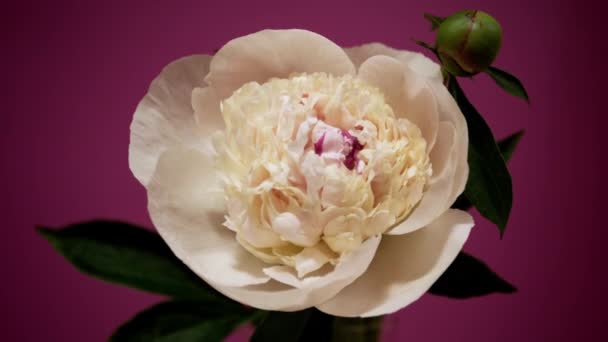 Délai de floraison des fleurs pivoines blanches isolées sur fond bordeaux — Video