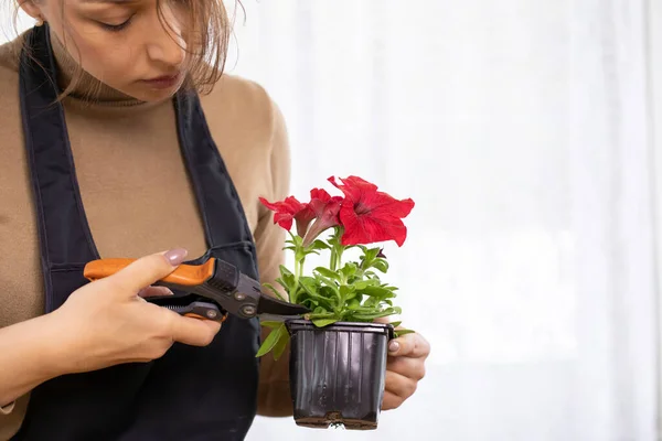 Cerca de floristería mujer hermosa joven cuidar de las plantas del hogar floreciente — Foto de Stock