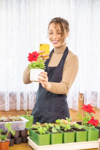 Jardinero femenino hace foto de la planta floreciente petunia en el teléfono móvil — Foto de Stock