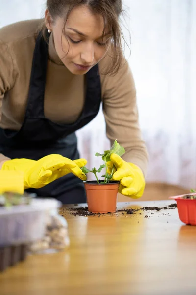 Hermosa chica replantando geranio de pasto verde en maceta en jardín interior — Foto de Stock