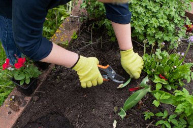 Çiçekçiyi kapatın, bahçedeki çiçeklerle ilgilenin, bitki yapraklarını budayın.