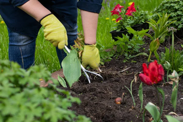 Cerca de los jardineros guante mano afloja suelo fértil con cultivo de azada — Foto de Stock