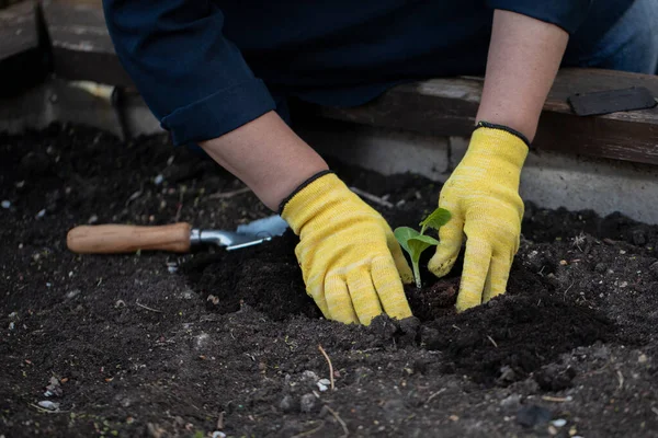 Cerrar manos jardineros replantación de los verdes jóvenes en el suelo en el jardín al aire libre — Foto de Stock