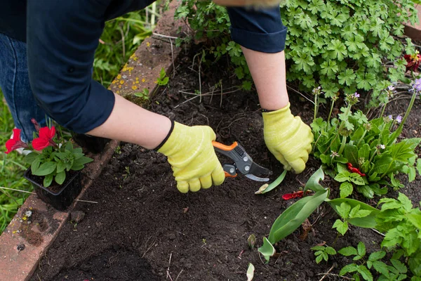 Çiçekçiyi kapatın, bahçedeki çiçeklerle ilgilenin, bitki yapraklarını budayın.