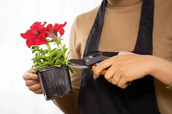 Primer plano de podar el tallo de una flor en una maceta. — Foto de Stock