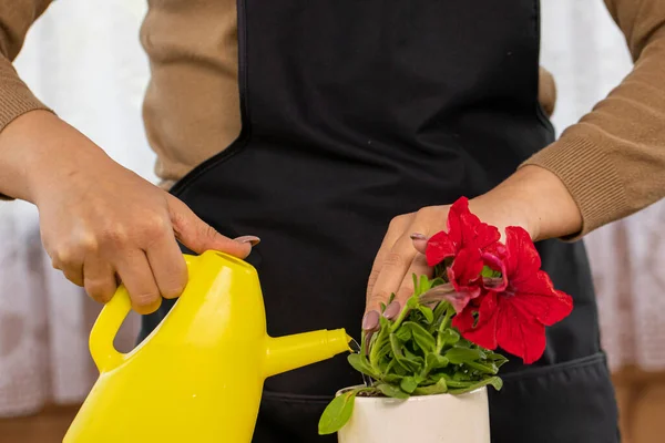 Primer plano de las amas de casa manos riego flor en maceta de la lata de riego amarillo — Foto de Stock