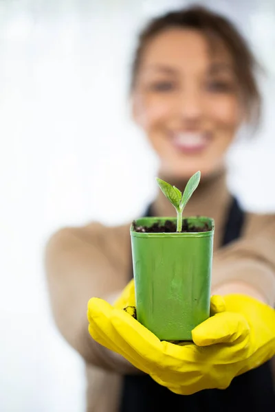 Dona de casa em luvas de borracha amarela está segurando um pote com uma planta e sorrindo. — Fotografia de Stock