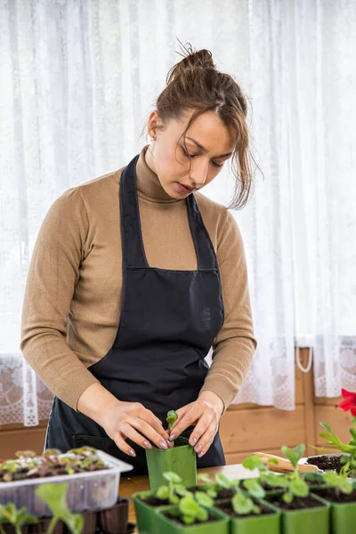 Hermoso caucásico ama de casa está plantando microgreens en casa. — Foto de Stock