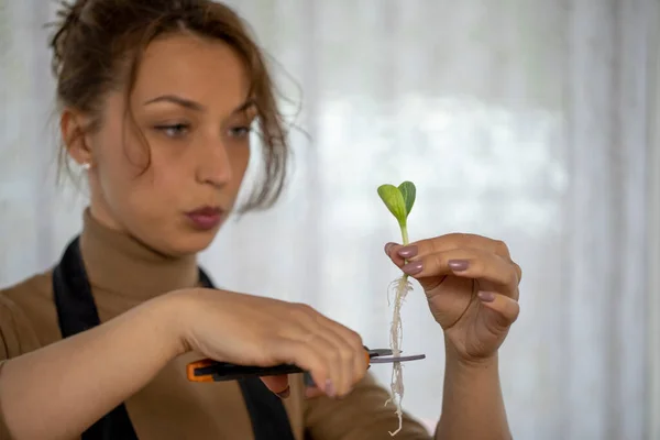 Ama de casa tiene una flor brotar en sus manos y corta la raíz con tijeras. — Foto de Stock