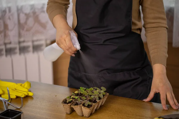 Ama de casa que cuida las plantas y rocía agua en las hojas cerca de la ventana en casa — Foto de Stock