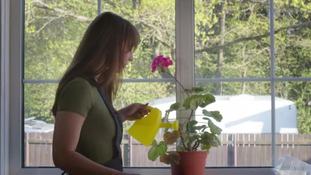 美丽的女园丁在窗台上的花盆里浇灌着盛开的天麻 — 图库视频影像