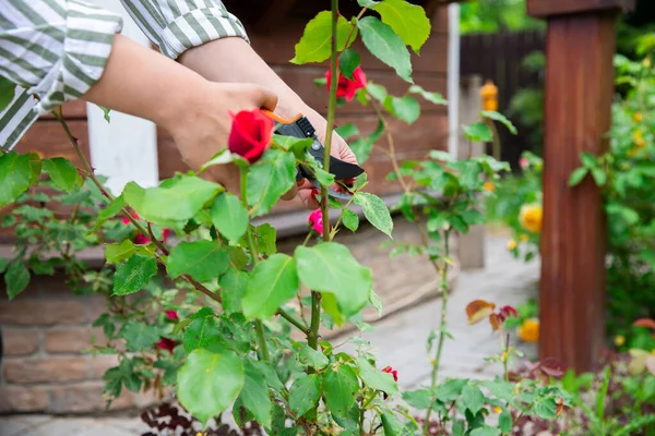 De cerca florista mujer cuidar de las flores rosas rojas en el jardín al aire libre — Foto de Stock