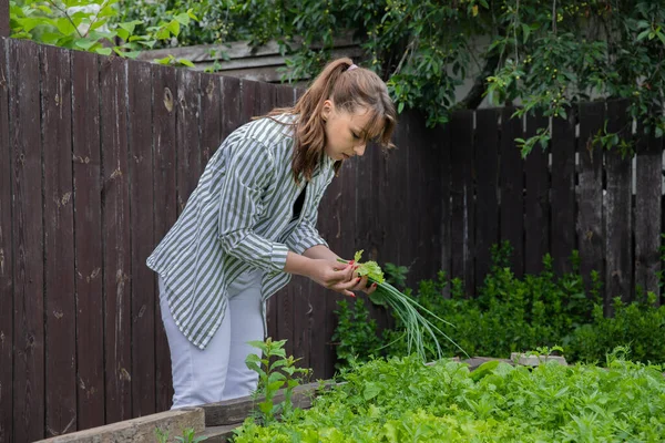 Joven hermosa mujer cosecha verduras frescas puerro y lechuga, jardinería, agricultura — Foto de Stock