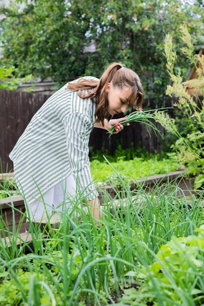 Joven hermosa mujer cosecha hierbas frescas puerro verde del jardín, cultivo de alimentos — Foto de Stock