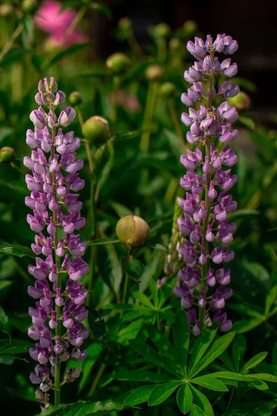 Sluit de groene struik af met kleurrijke lupine toppen. Prachtige botanische zomertuin — Stockfoto