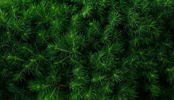 Macro shot fresh green canadian conic spruce wallpaper floral nature background — Stock Photo, Image