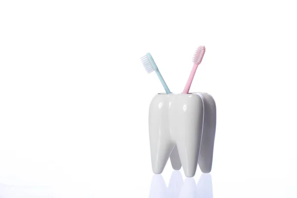 Two blue and pink toothbrushes in tooth-shaped holder. White decorative tooth — Stock Photo, Image