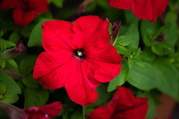 Heldere rode bloem op donkergroene gebladerte natuur achtergrond. close-up macro shot — Stockfoto