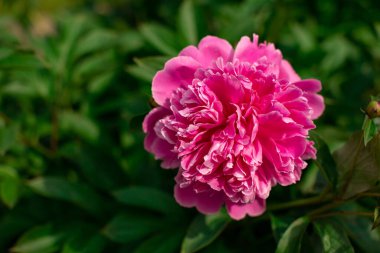 Güzel yaz bahar doğal yazı tipleri. Tebrik kartı, ekran koruyucu, boşluk kopyala