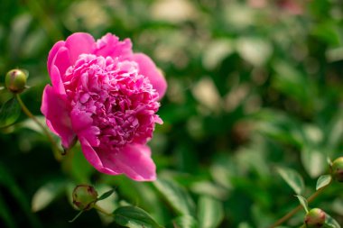 Pembe şakayık tomurcuğunun makro fotoğrafını çek. Güzel yaz yazı tipi, kopyalama alanı