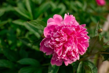 Koyu yeşil yapraklı parlak çiçek arka planda, pembe şakayık tomurcuğu