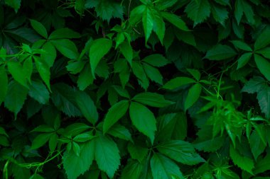 Yeşil yaprak çalı dokusu yaz arkaplanı. Yeşillik yapraklar, taze renk
