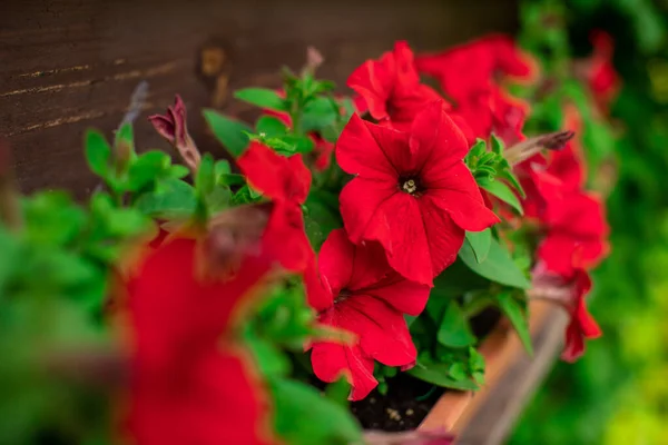 꽃봉오리가 핀 아름다운 붉은 꽃이 피어 있는 화려 한 화단 — 스톡 사진