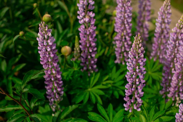 Flor violeta sobre follaje verde fondo natural. Arbusto de cerca con brote de altramuz — Foto de Stock