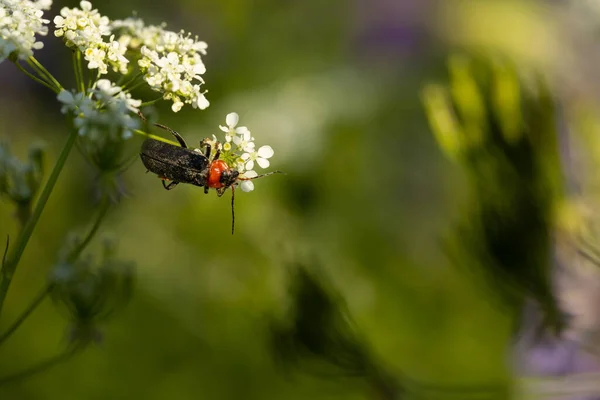 Dill plant bloei, dille kruid zaden in de tuin. Kever op bloem, kopieer ruimte — Stockfoto