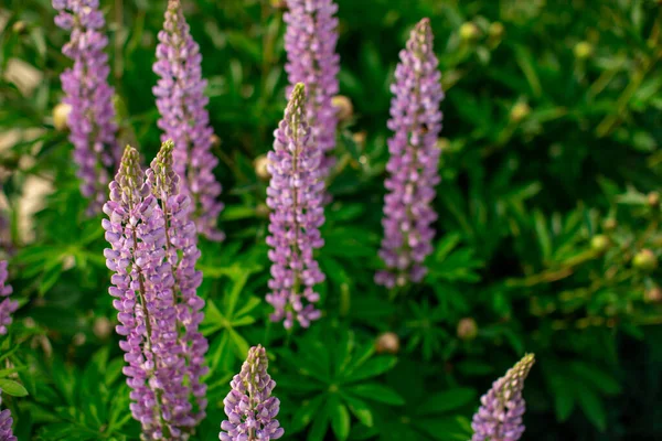 Fleur rose sur fond de nature feuillage vert foncé. Fermer les bourgeons de lupin de brousse — Photo