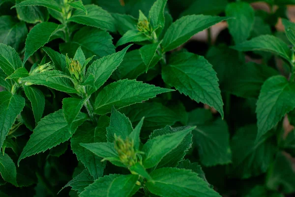 Macro shot de menthe naturelle antibactérienne mélisse, traitement, herbes, jardinage — Photo