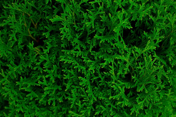 新鮮な緑のthujaの茂み、自然の花の背景の壁の低木のマクロショット — ストック写真
