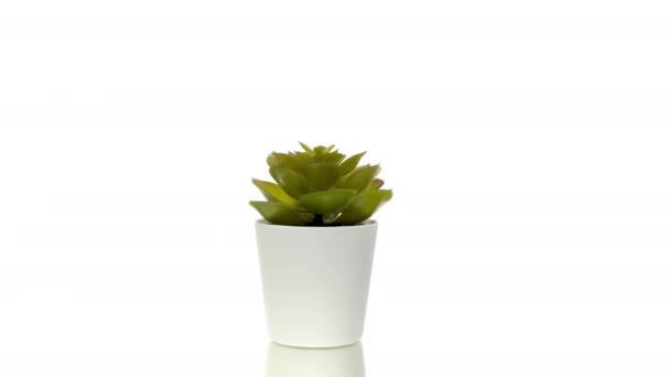 Plante succulente d'intérieur en pot de fleurs blanc tournant 360 isolé sur blanc — Video