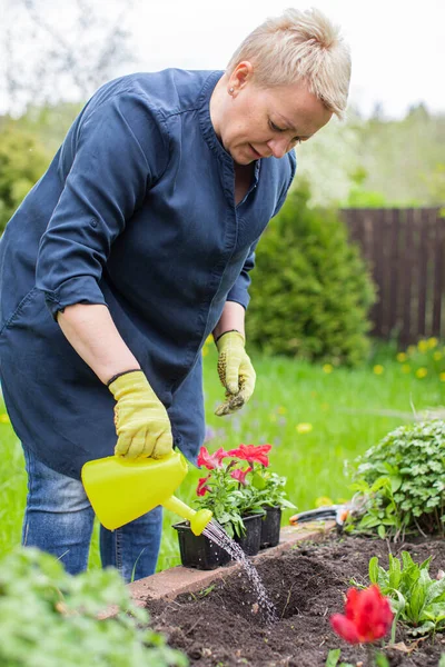 Jardinero femenino regando tierra fértil plantando petunias florecientes en el jardín — Foto de Stock