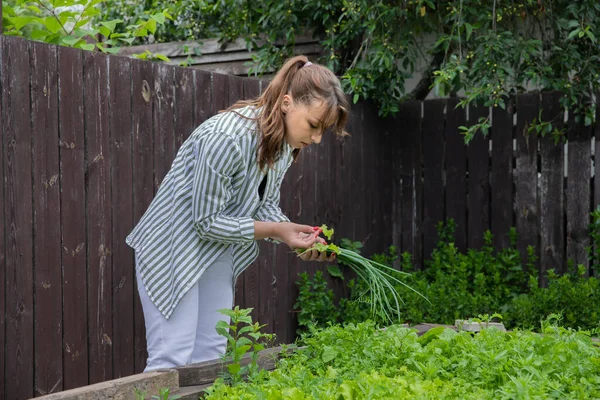 Mujer atractiva recogiendo hojas de lechuga orgánica y cebolla de semillero casera — Foto de Stock