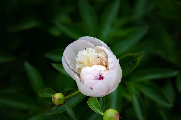 Light pink flower on dark green foliage nature background. Close up macro shot — Stock Photo, Image