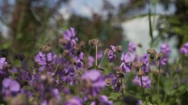 Rüzgar Mor çiçek hışırtı