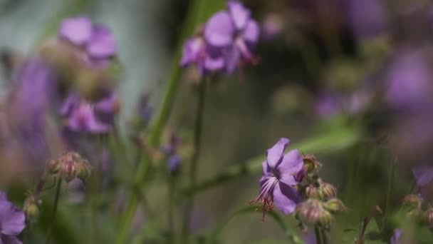 Prasslar Lila Blomma Från Vinden — Stockvideo