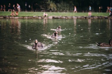 Genç paket Yüzme park Gölde ördekler. Arka plan, tatilciler.