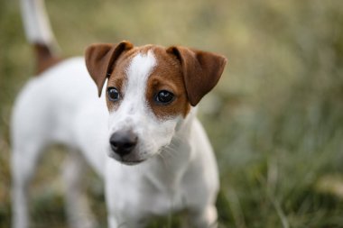 Sevimli Beyaz benekli köpek sidewards izliyor. Zemin üzerine yeşil çim.