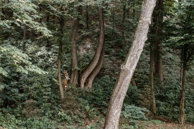 Bir geyik yeşil yaz ormanda saklanıyor.
