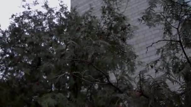 A fir tree branch is waved by wind. White brick buiding is on the background. — Stock Video