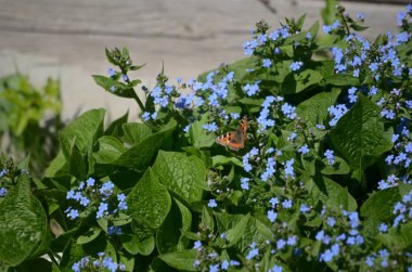 çiçekli bitkiler ve tohum ambalaj, doğal koruyucu